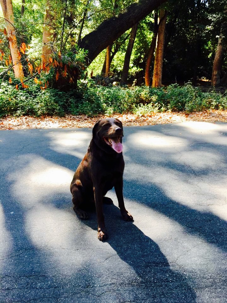Happy Paws Happy Home