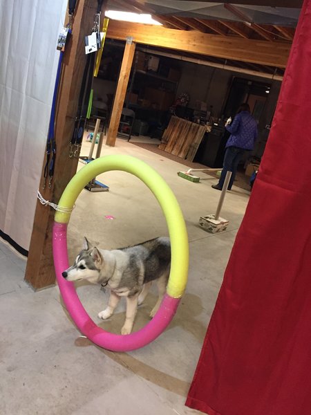 Bozeman Dog Company/ Bozeman Dog Training, LLC's Photo