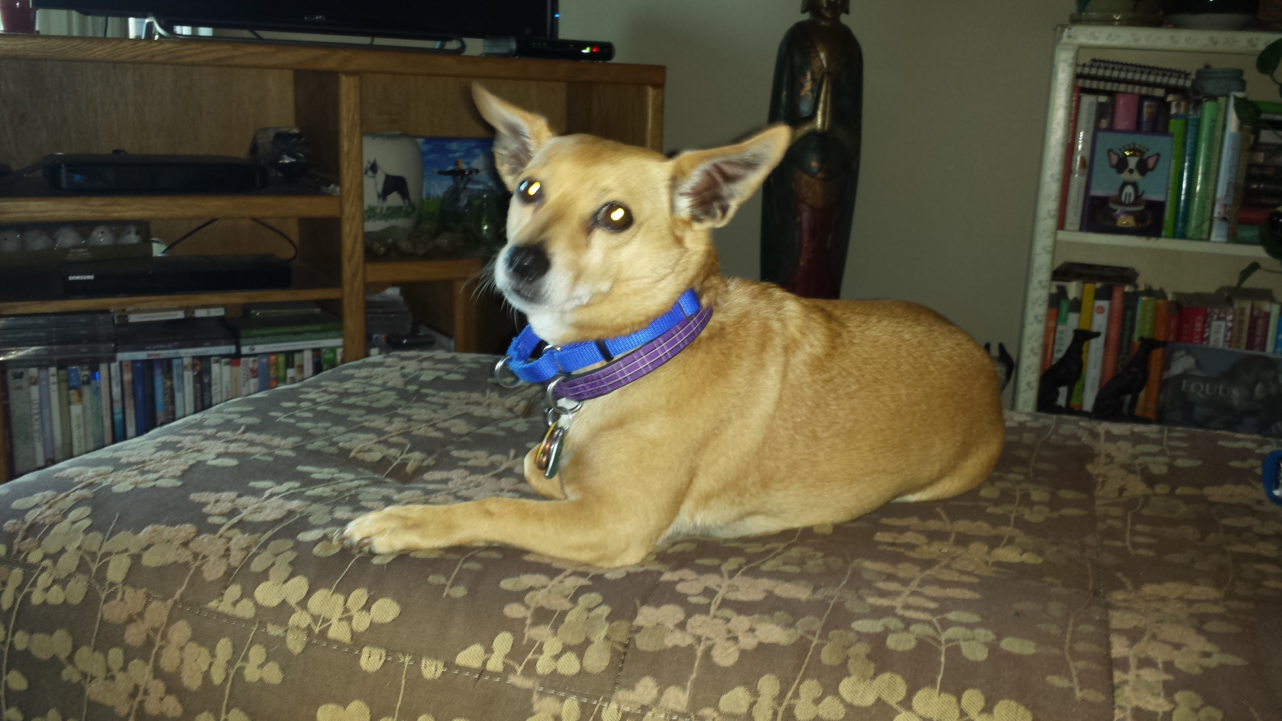 While You're Away House & Pet Sitting Service's Photo