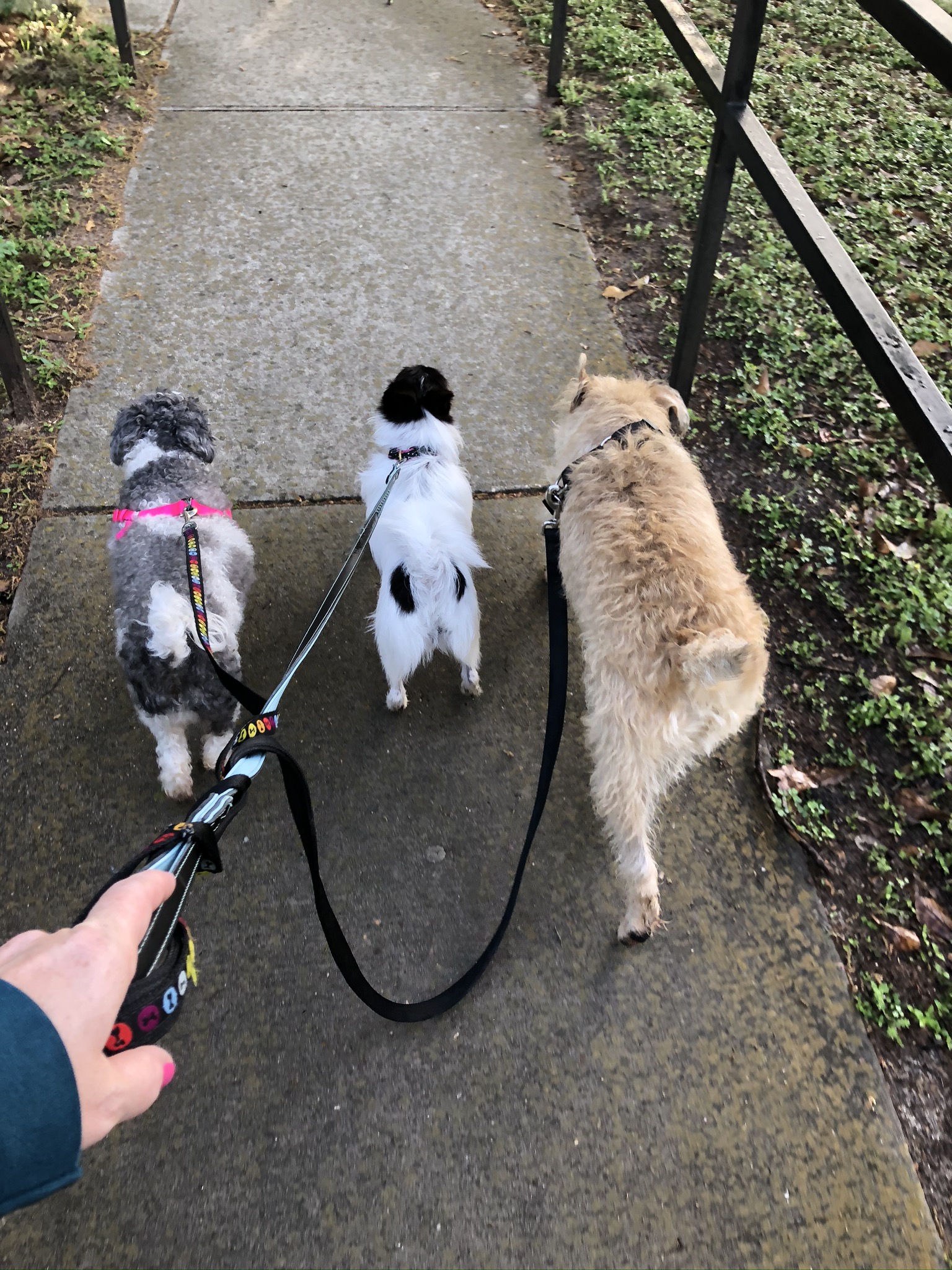 Friendly Pet Care Huntsville, TX's Photo