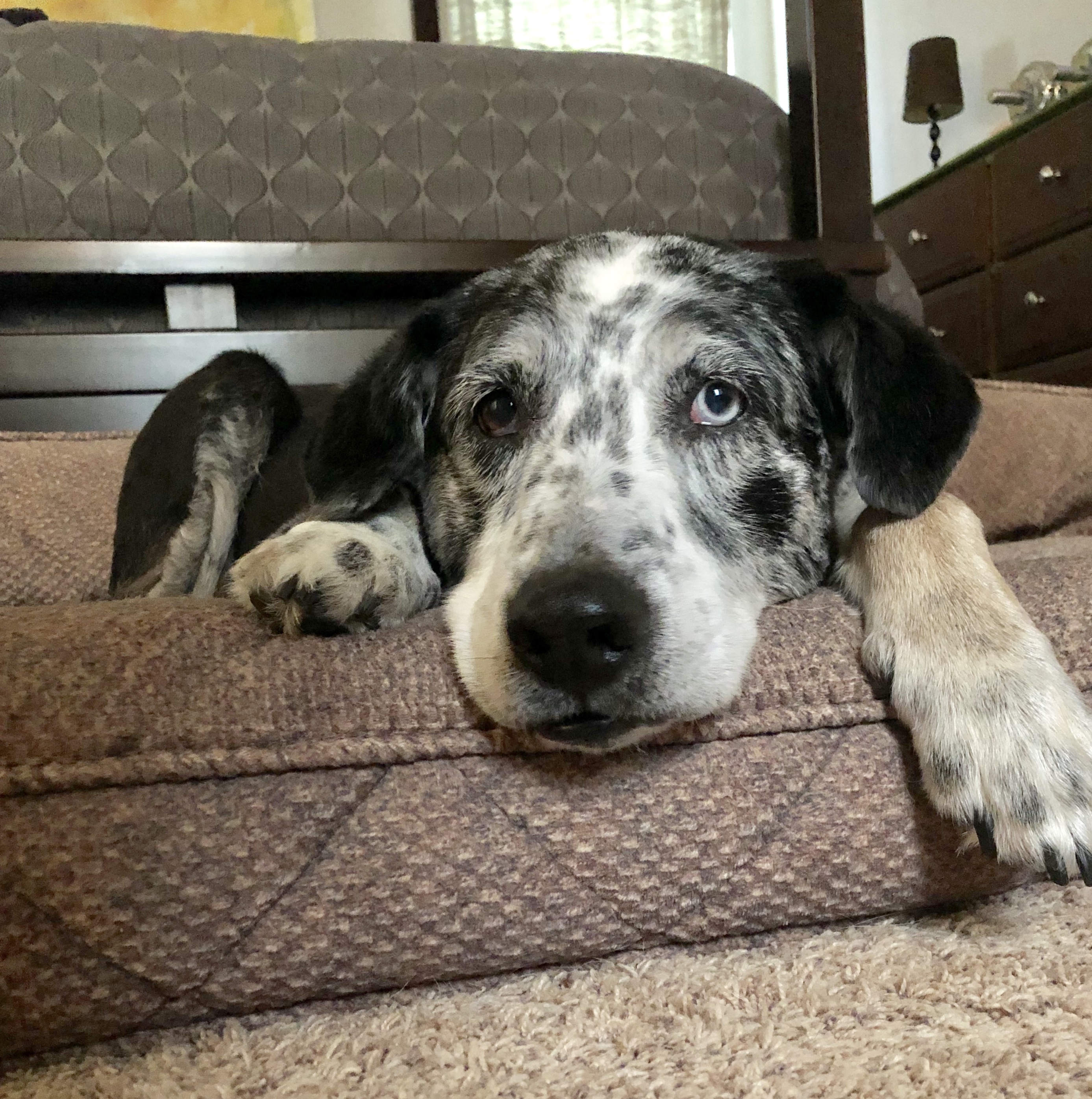 Guardian Pet Sitters's Photo