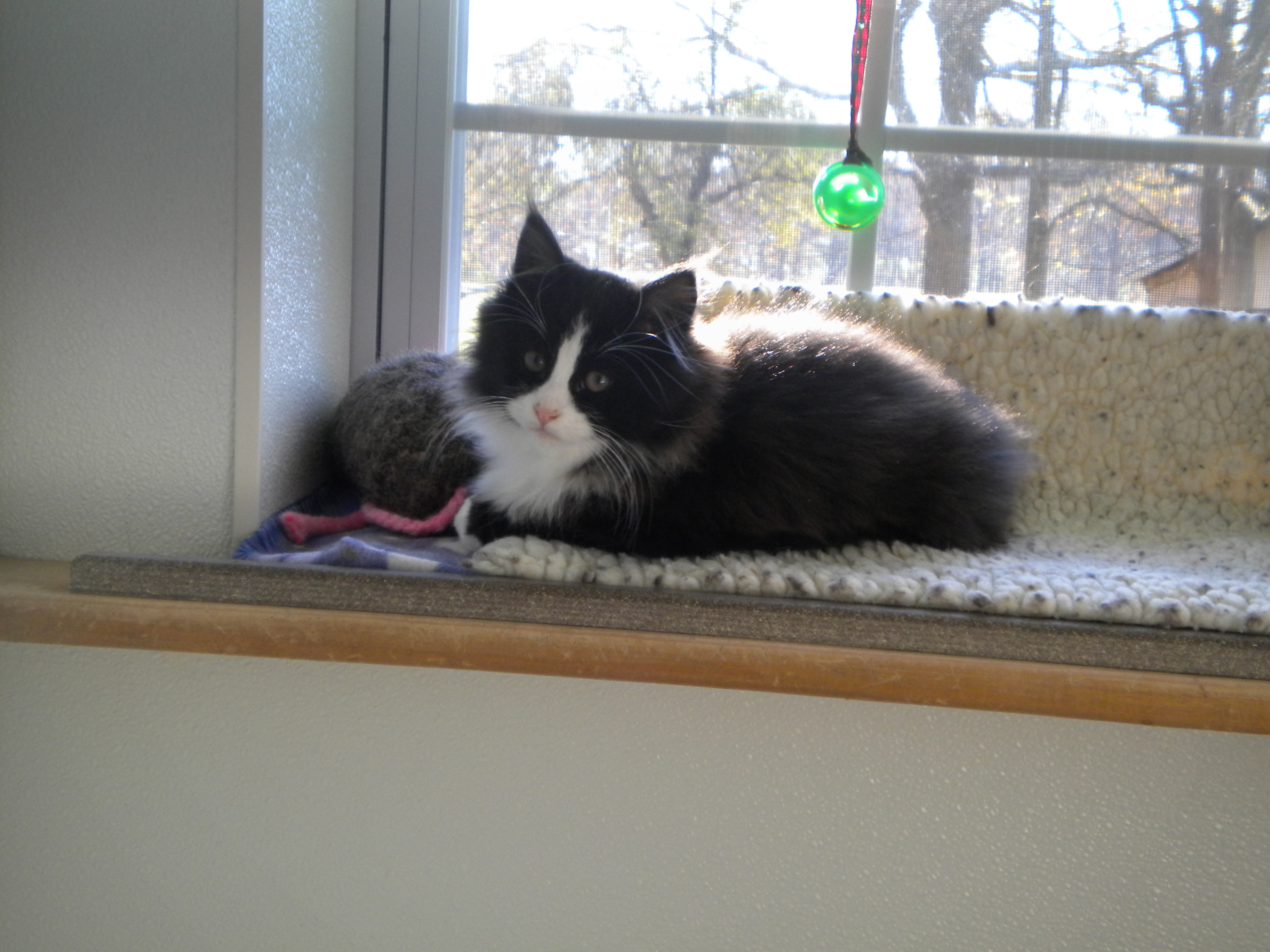 The Cats Cradle, Inc.'s Photo