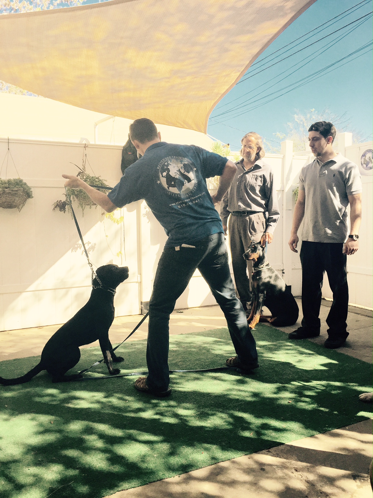 Master Dog Training's Photo