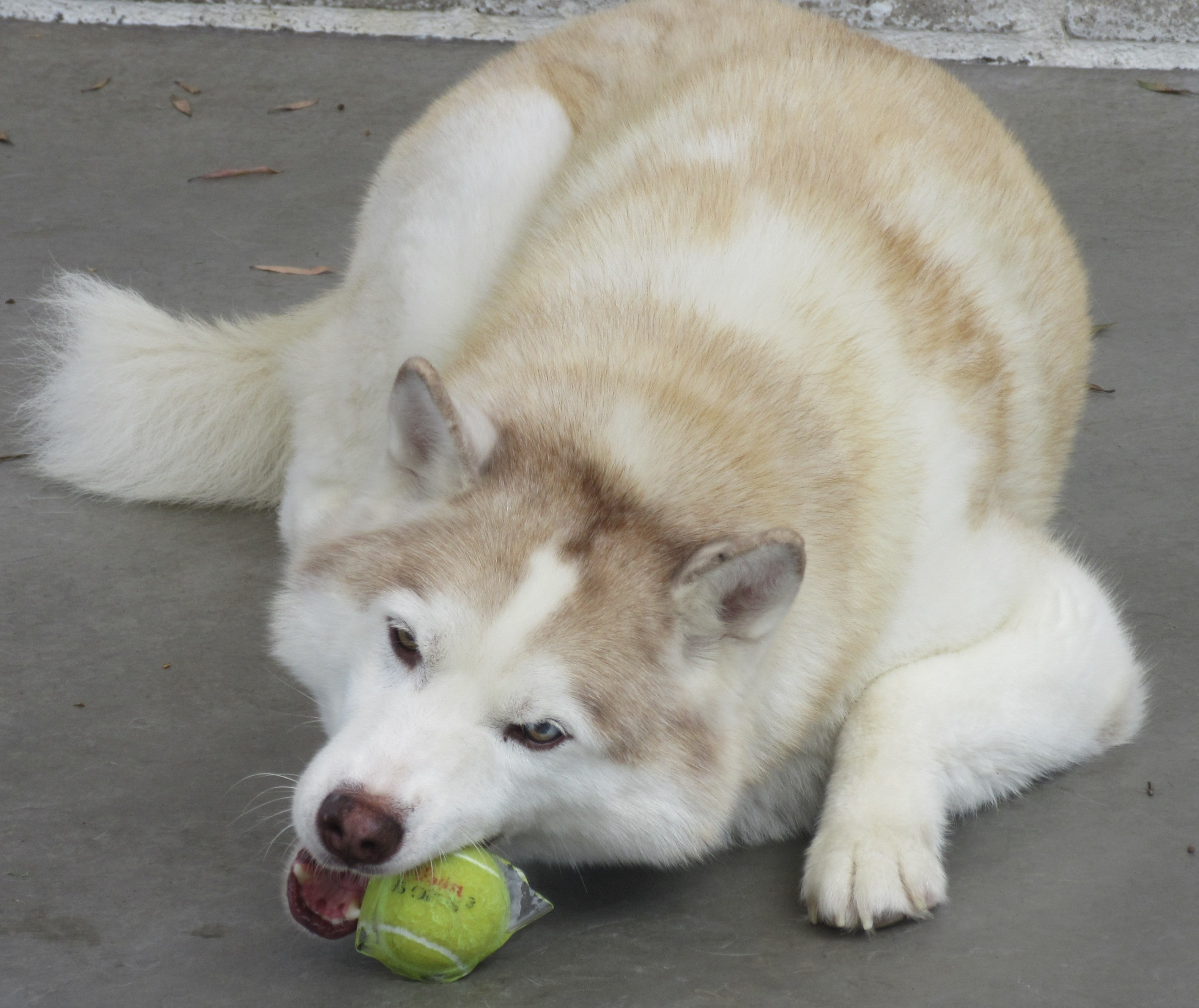 The Animal Keeper Inc.'s Photo