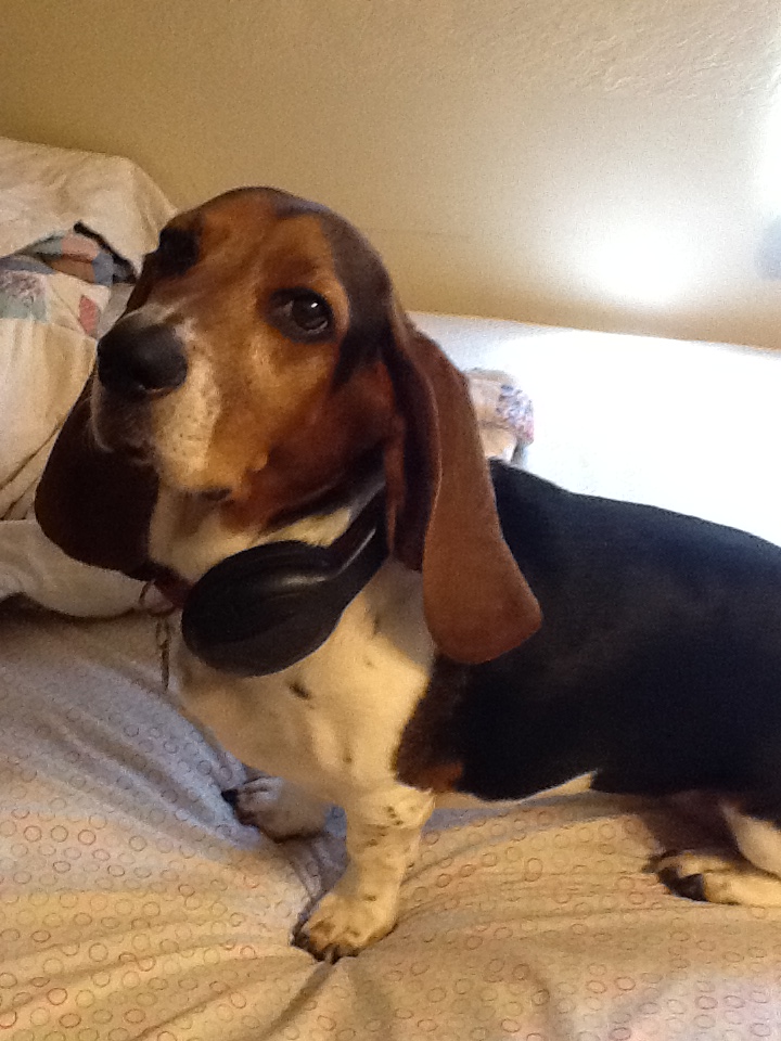 Green Acres Pet Resort's Photo