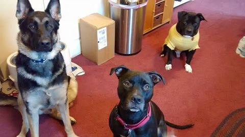 Waggin Tails Dawg Walkers's Photo
