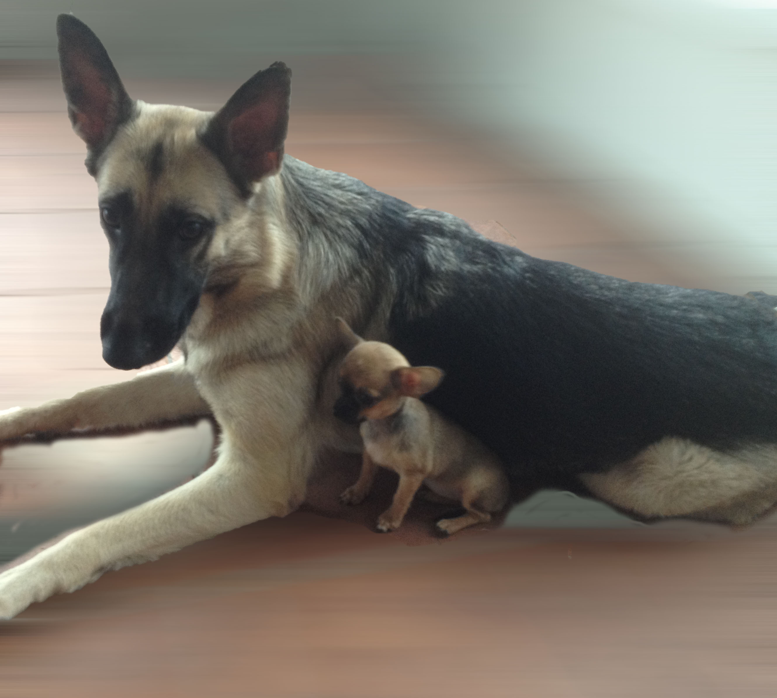 Marianne's Pet Sitting Service's Photo