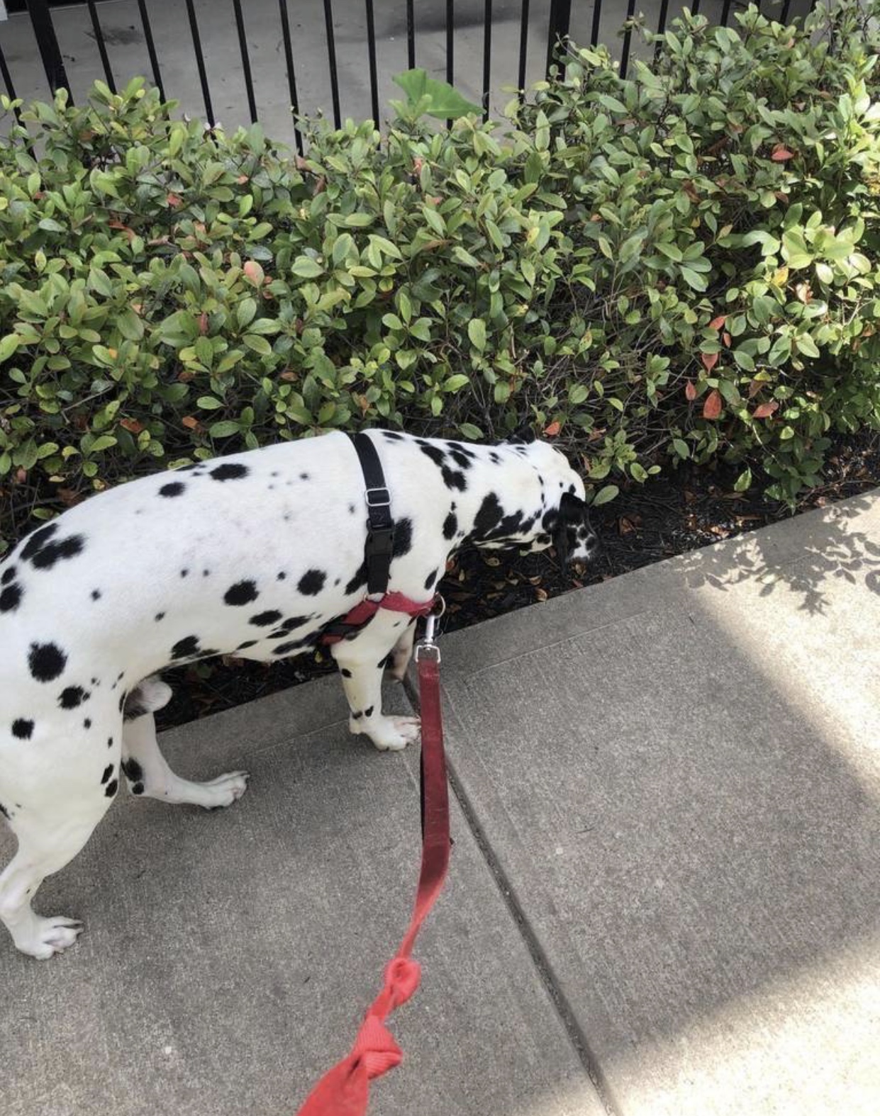 Fetch with Getch's Photo
