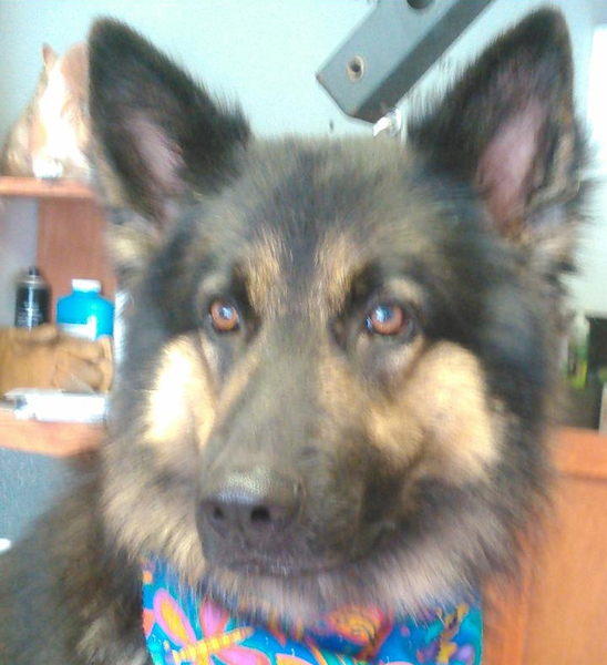 Mimis K-9 Grooming Shop's Photo