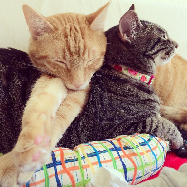 Purrfect Cat Sitter's Photo