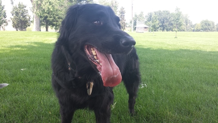 Salome's Petcare's Photo
