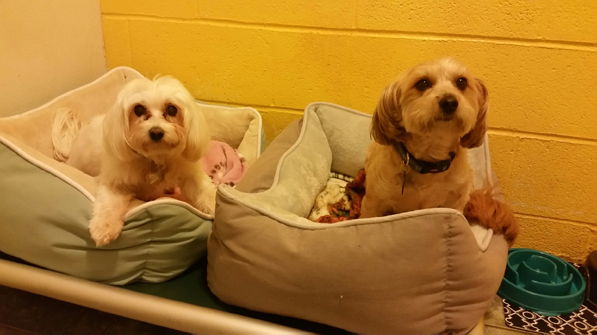 Alpha Kennels's Photo
