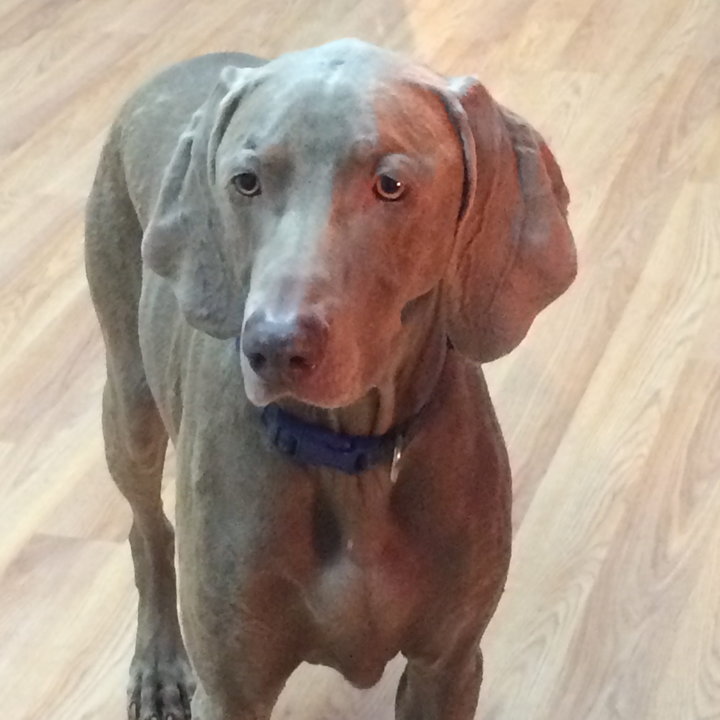 Going to the Dawgs's Photo