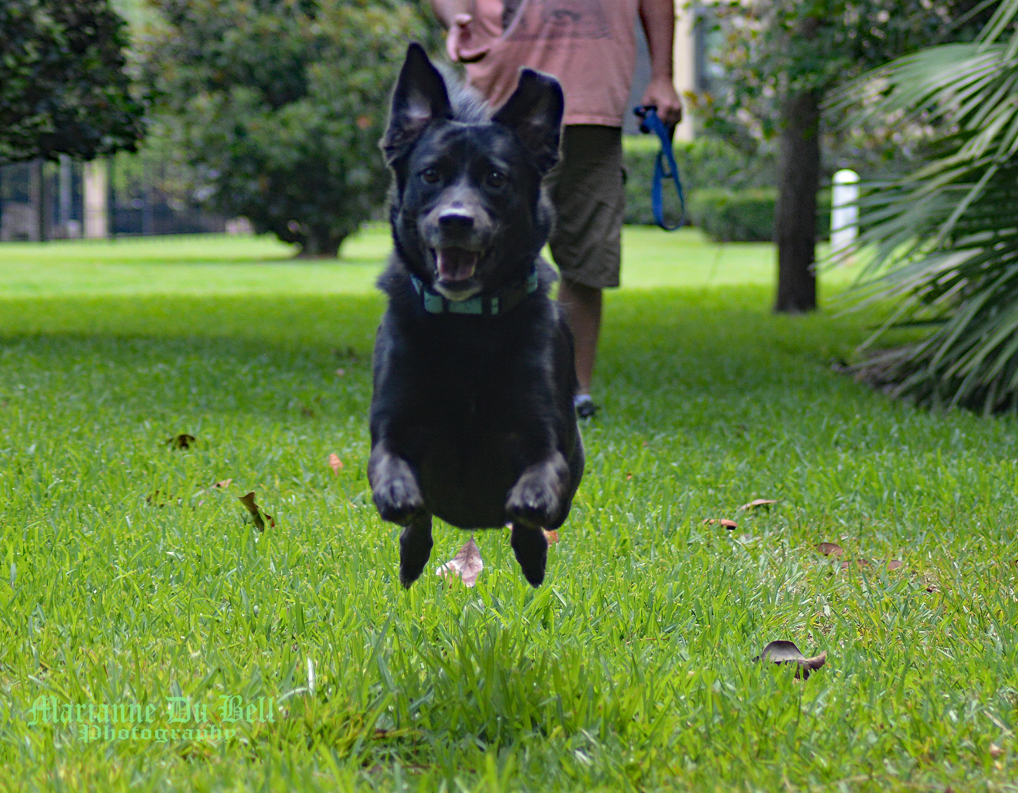 Marianne's Pet Sitting Service's Photo