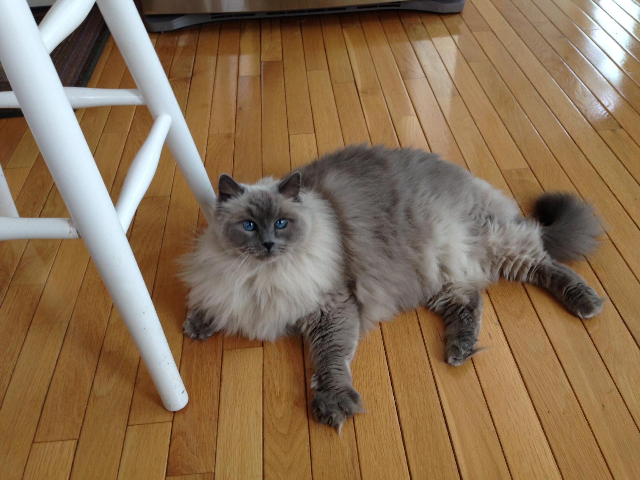 All Pet & Home Care, Inc's Photo