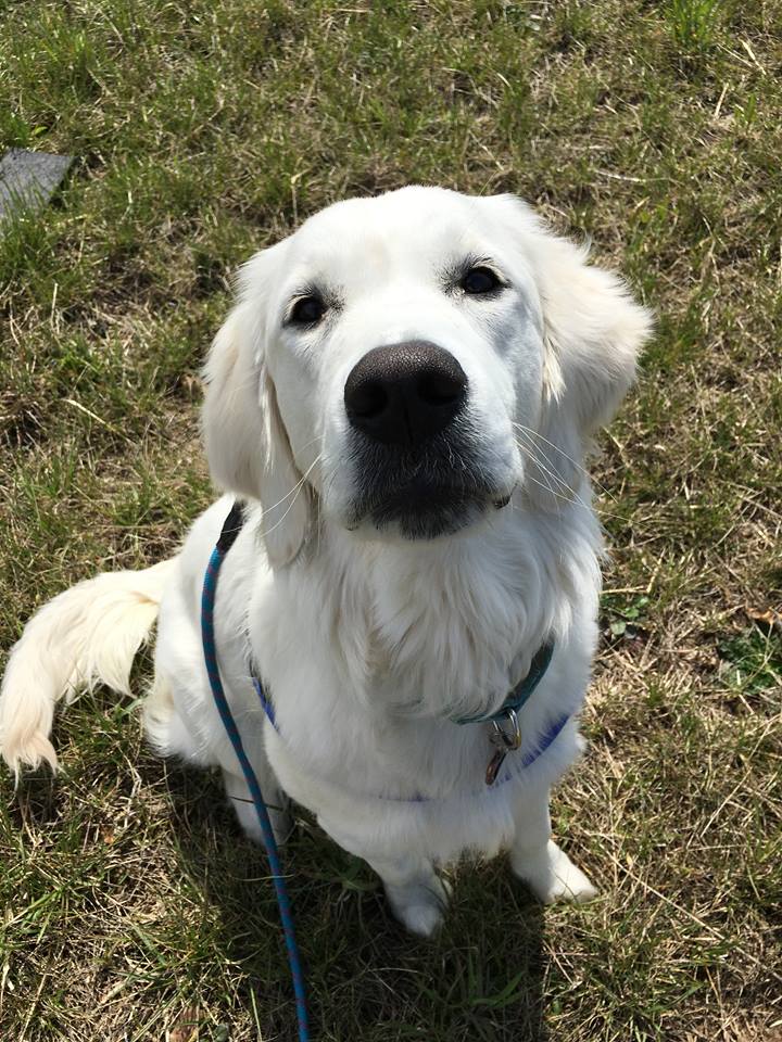 We Let the Dogs Out 4 You, LLC's Photo