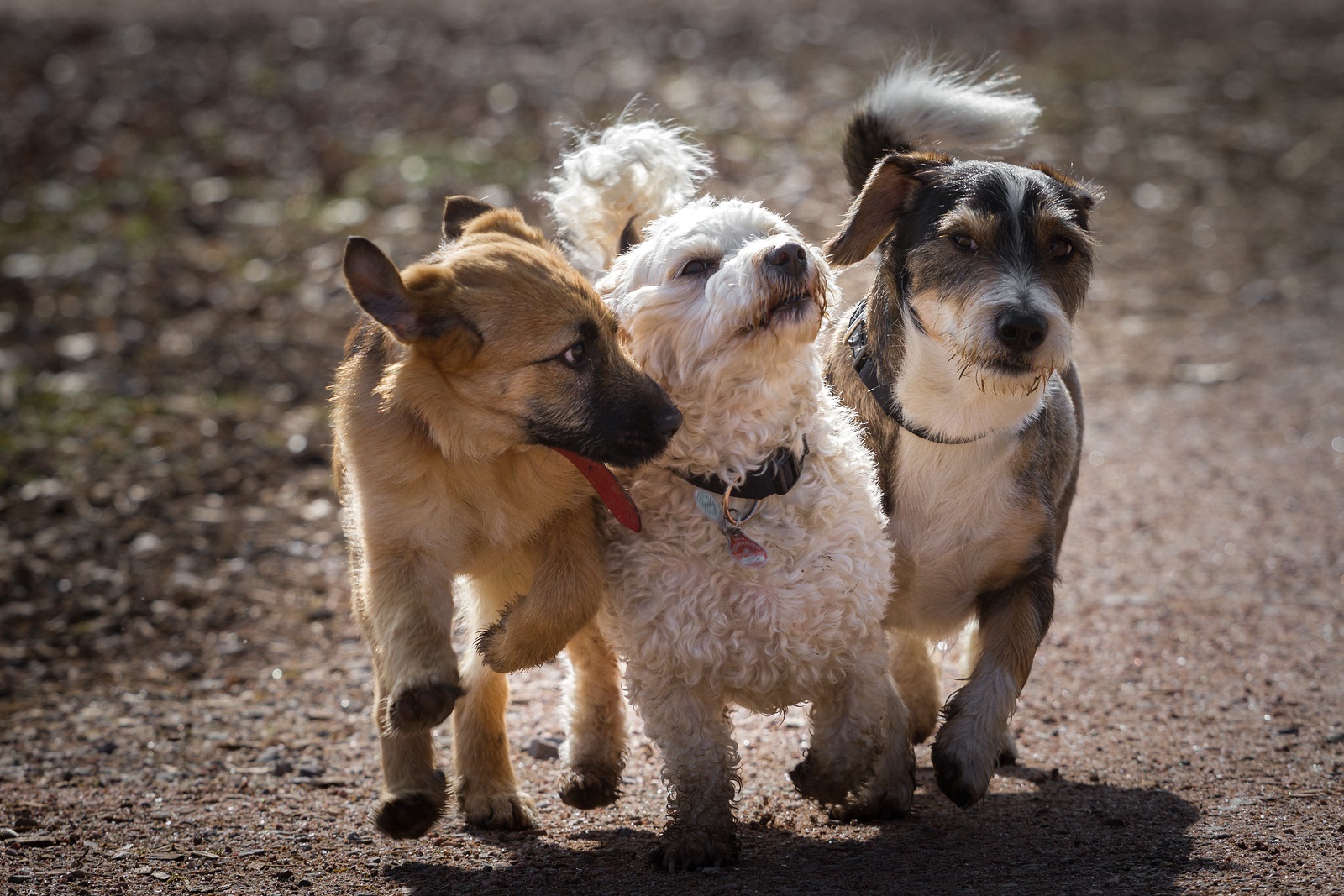 Dogs Unleashed Daycare's Photo