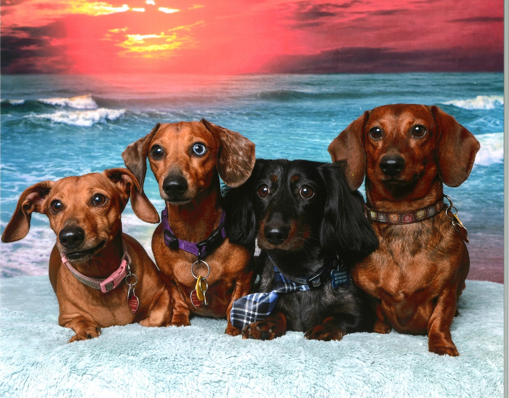 Brownyard Pooch Care's Photo
