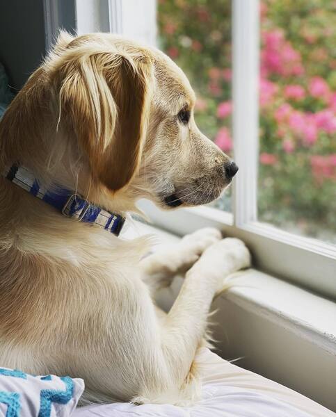 Fetch! Pet Care - Chandler/Gilbert's Photo