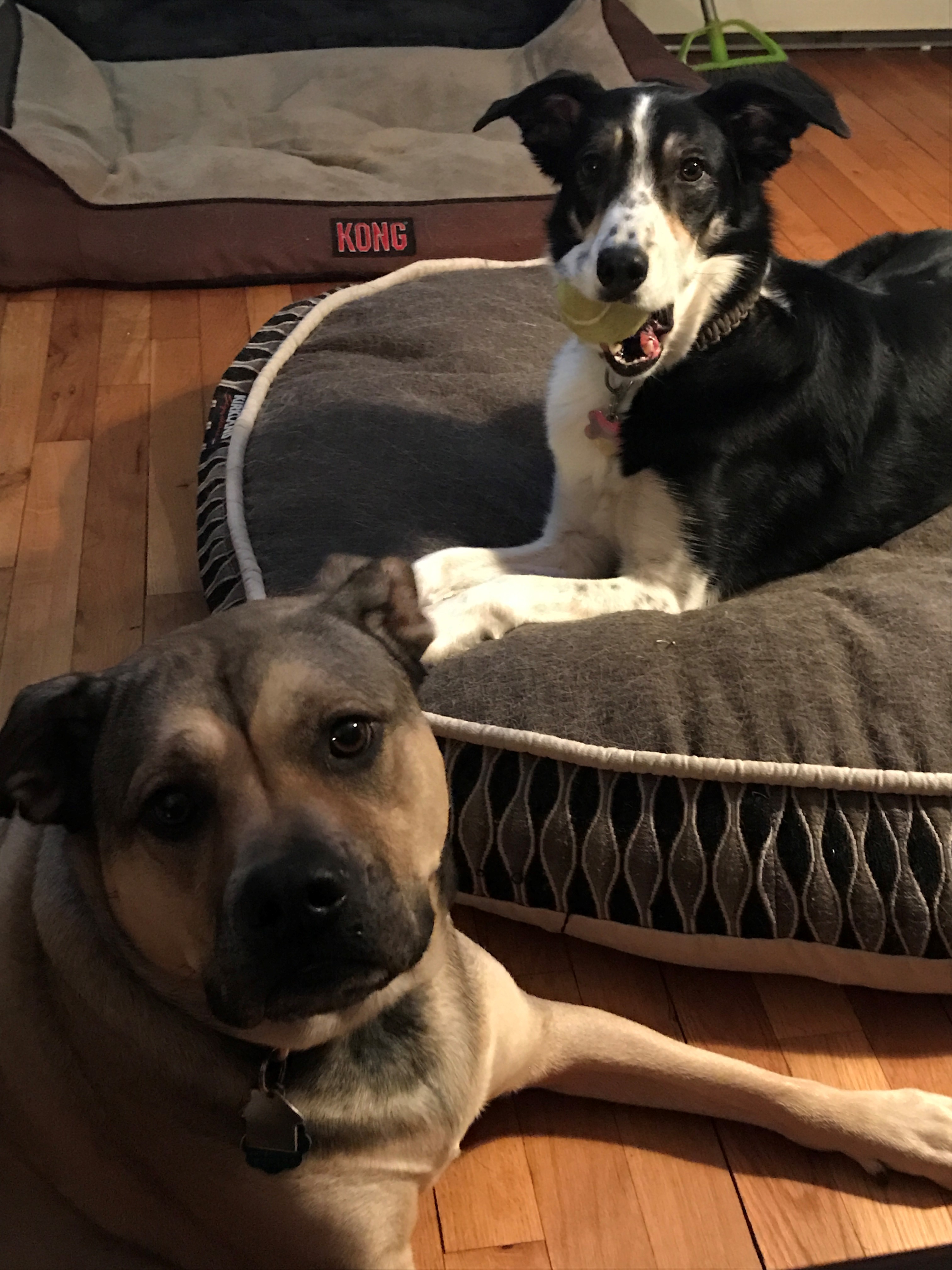 Beds, Bones, and Biscuits's Photo