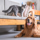 Your Pets Matter Too Pet Sitting