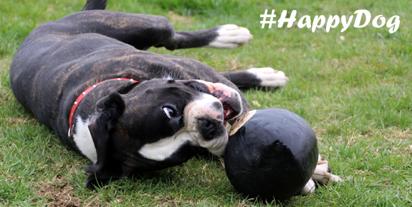 Snagglefoot Dog Walk and Pet Care's Photo