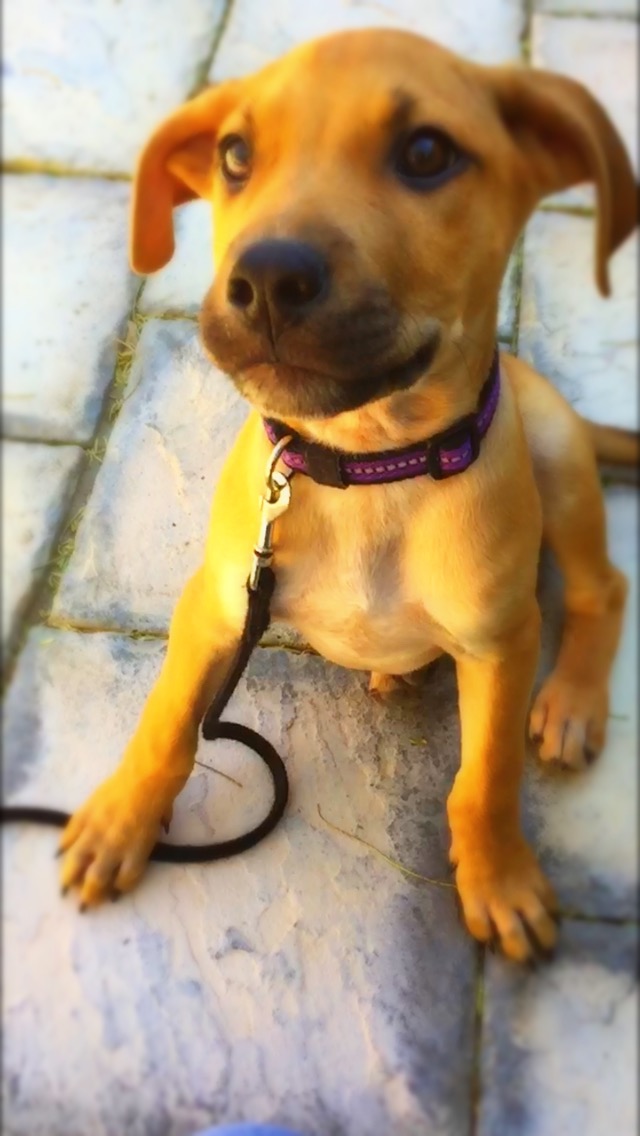 Bark and Paws Pet Services's Photo