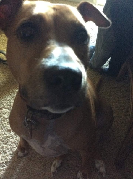 Michaels Loving Pet Care Services's Photo