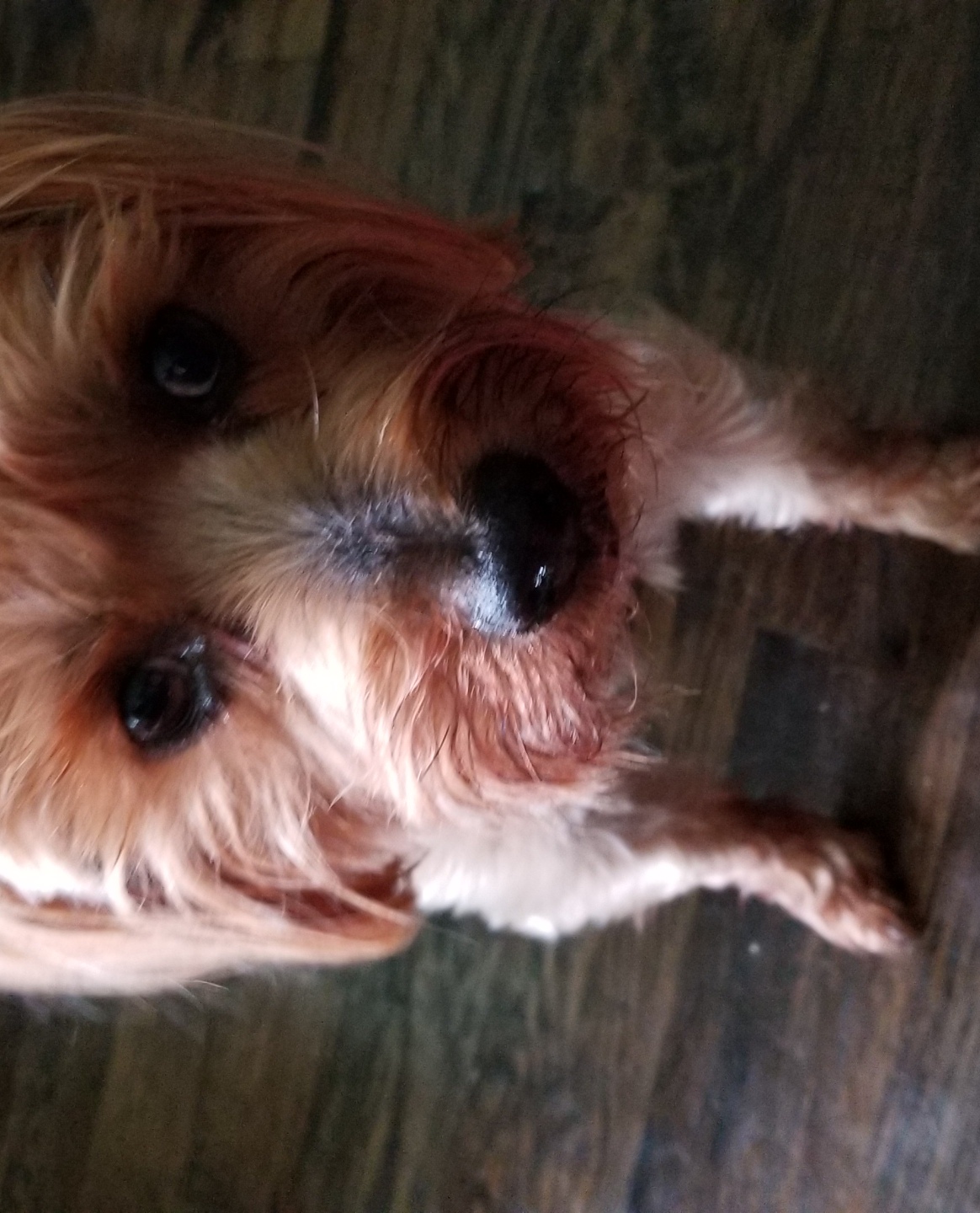 Anytime Pet Care's Photo
