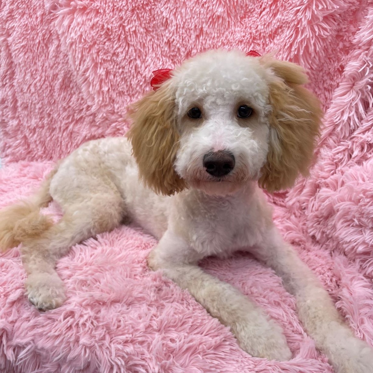 Little Munchkins Mobile Pet Grooming's Photo
