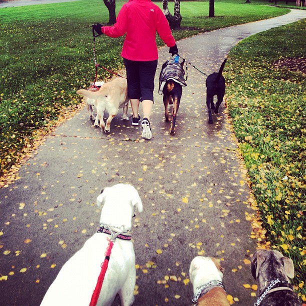 Pooch Sitters's Photo