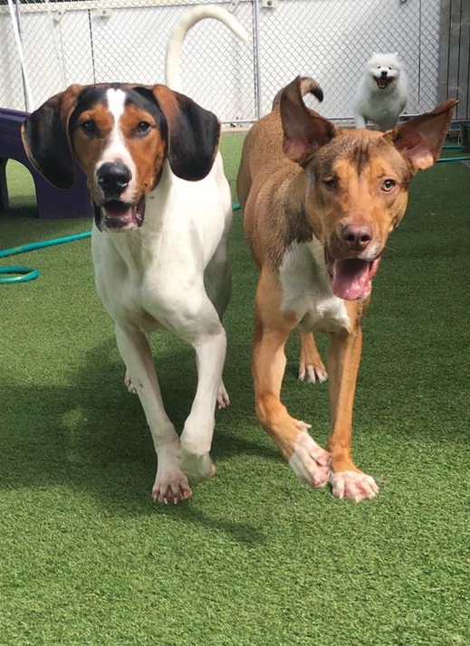 Holiday House Pet Resort & Training Center's Photo