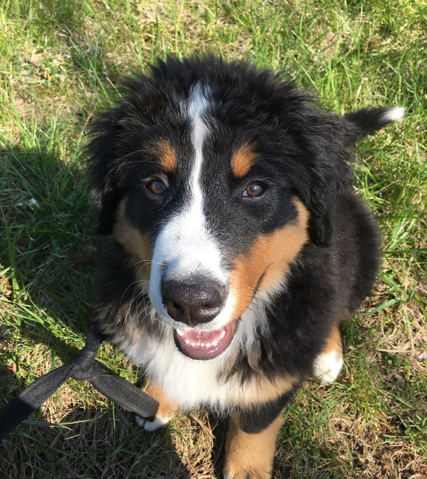 We Let the Dogs Out 4 You, LLC's Photo