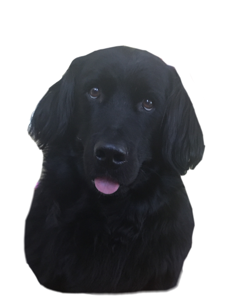 All Georgia's Friends Logo