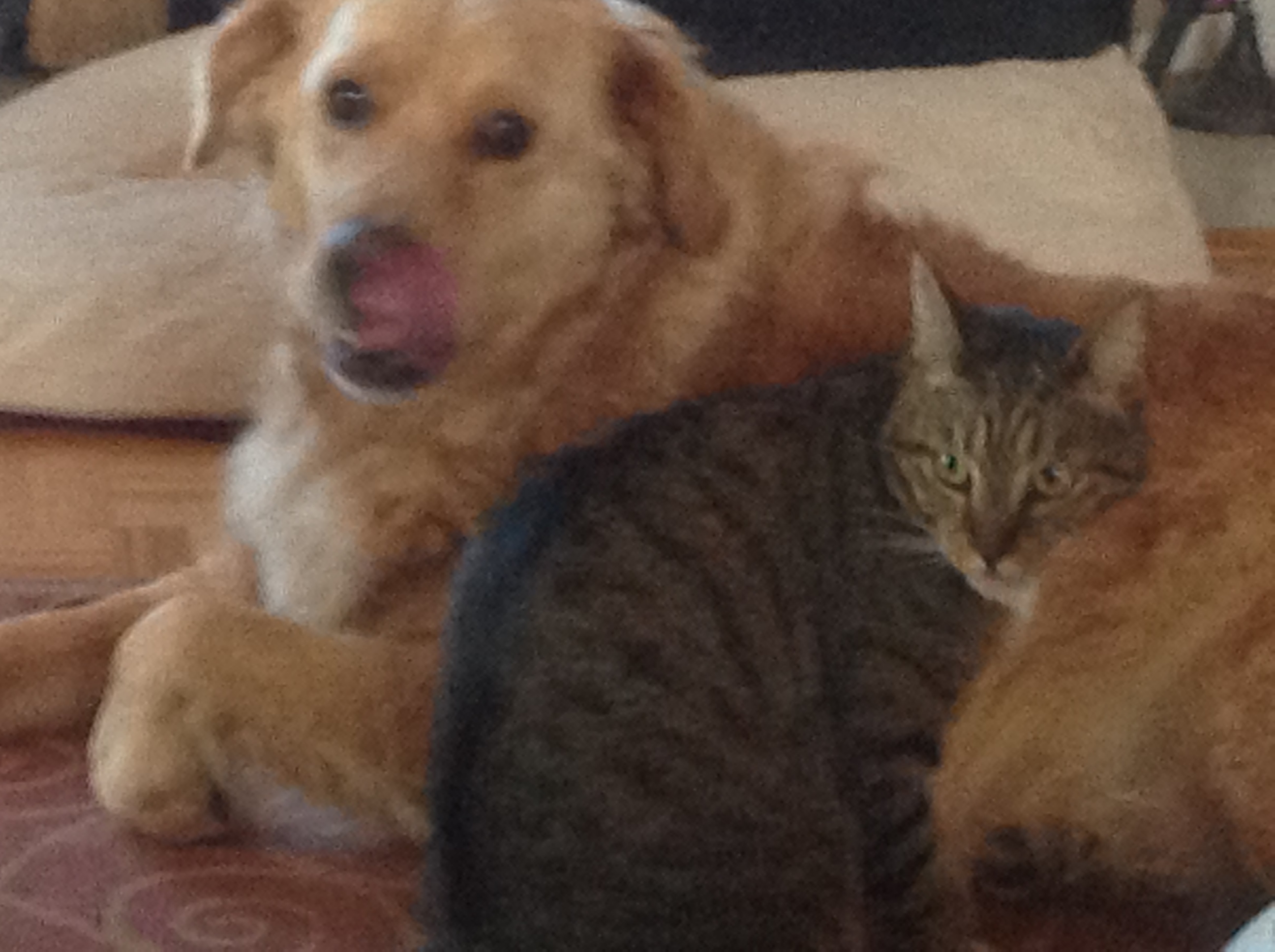 Tally Pet Pal's Photo