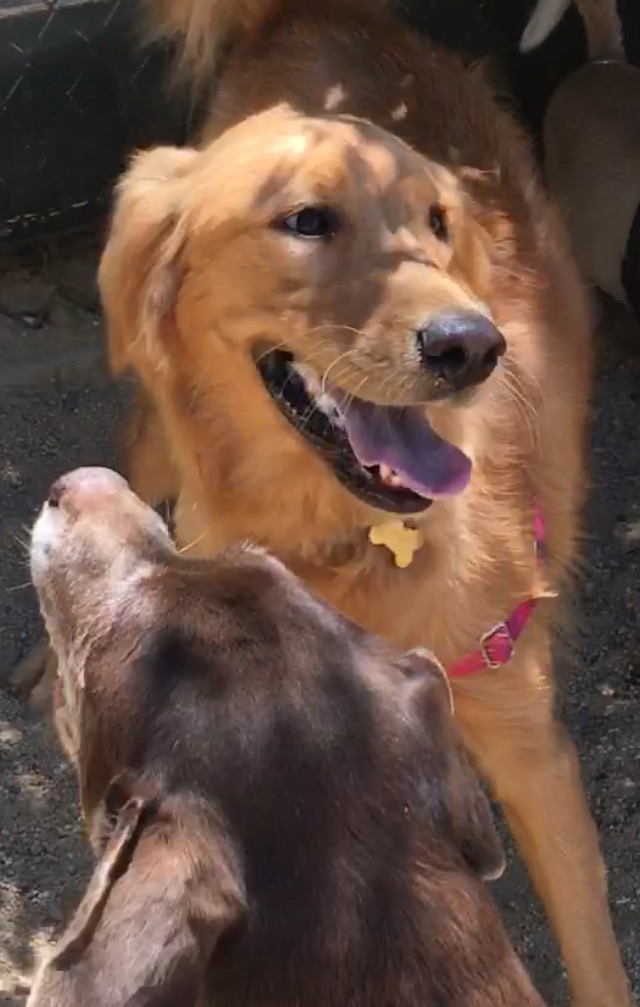 Manymutts Pet Care's Photo