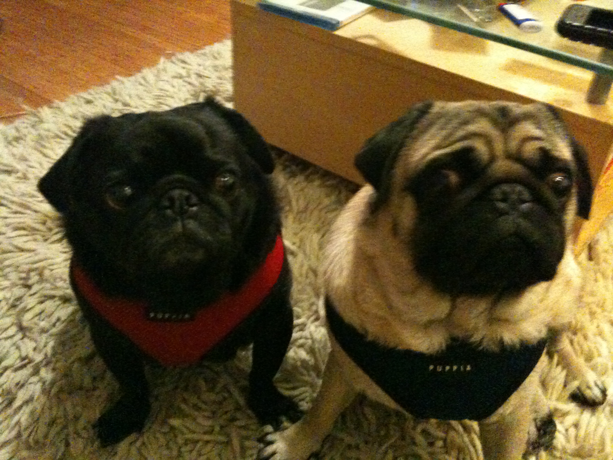 Andrew's Pack's Photo