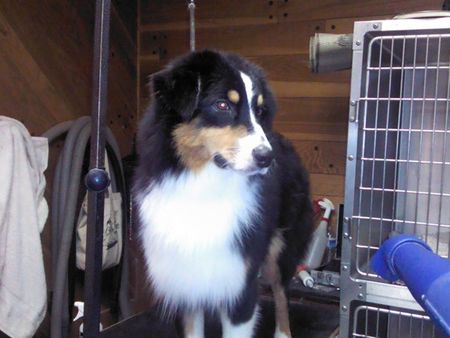 Bow Wow Meow Dog and Cat Grooming/Canine sports and groooming