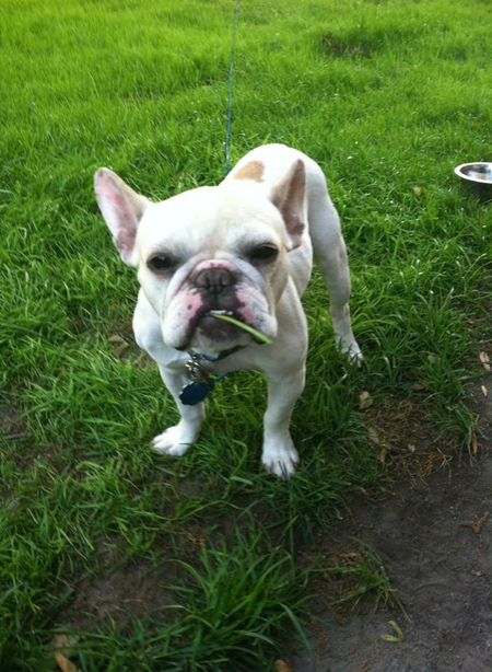 Happy Pet Tech's Photo