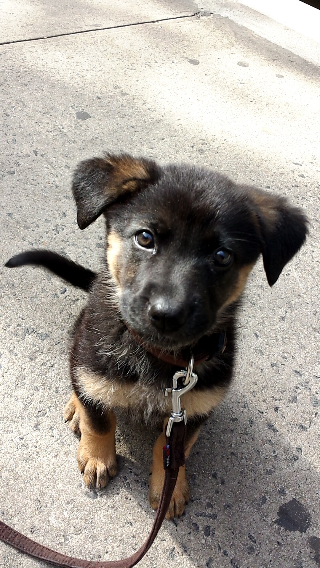 Paws in Chelsea's Photo