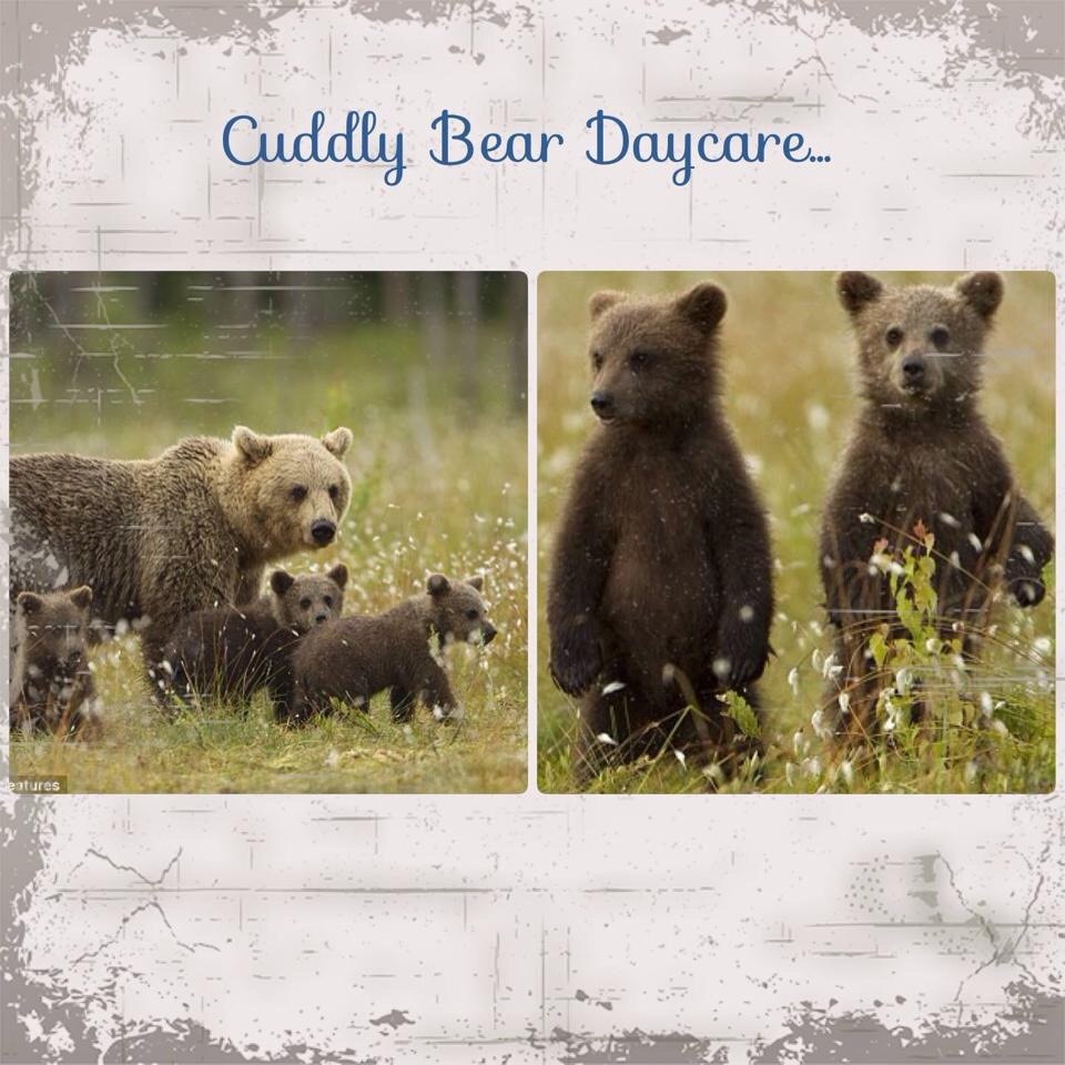 Cuddly Bear Daycare Logo