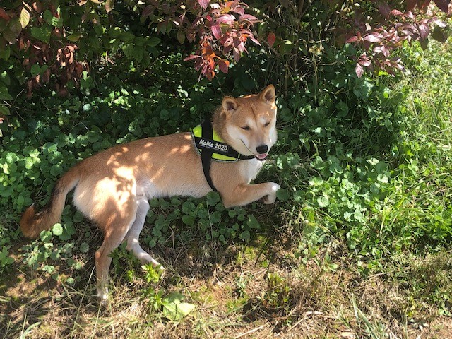 Sugar Maple Farm K9 Boarding and Day Care's Photo