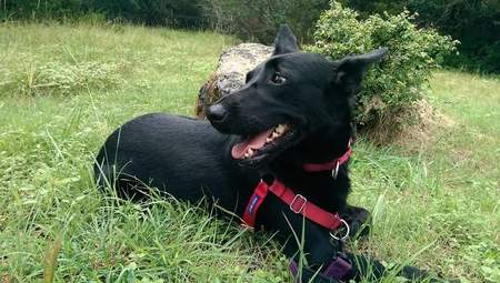 Paws2Paws's Photo