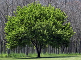 The Learning Tree On Hillview
