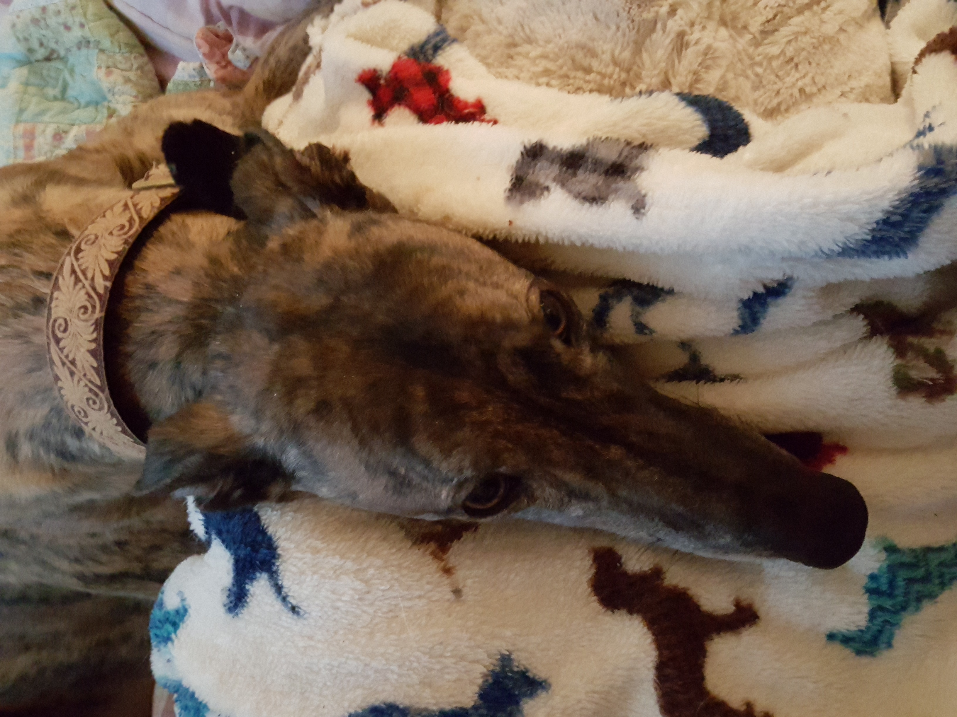 Westwood Dog Services's Photo