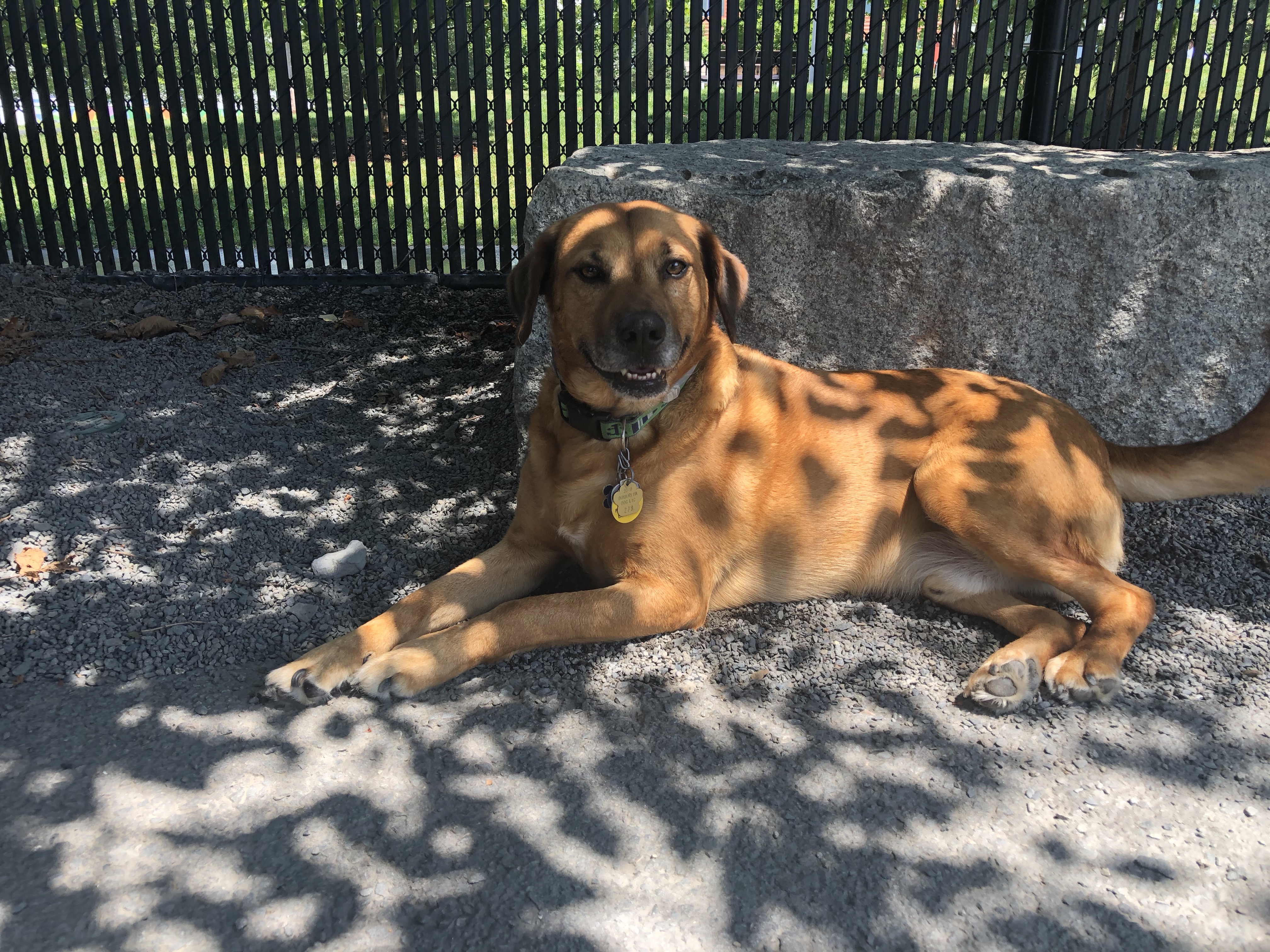 Boston's Best Dog Walkers and Pet Services's Photo