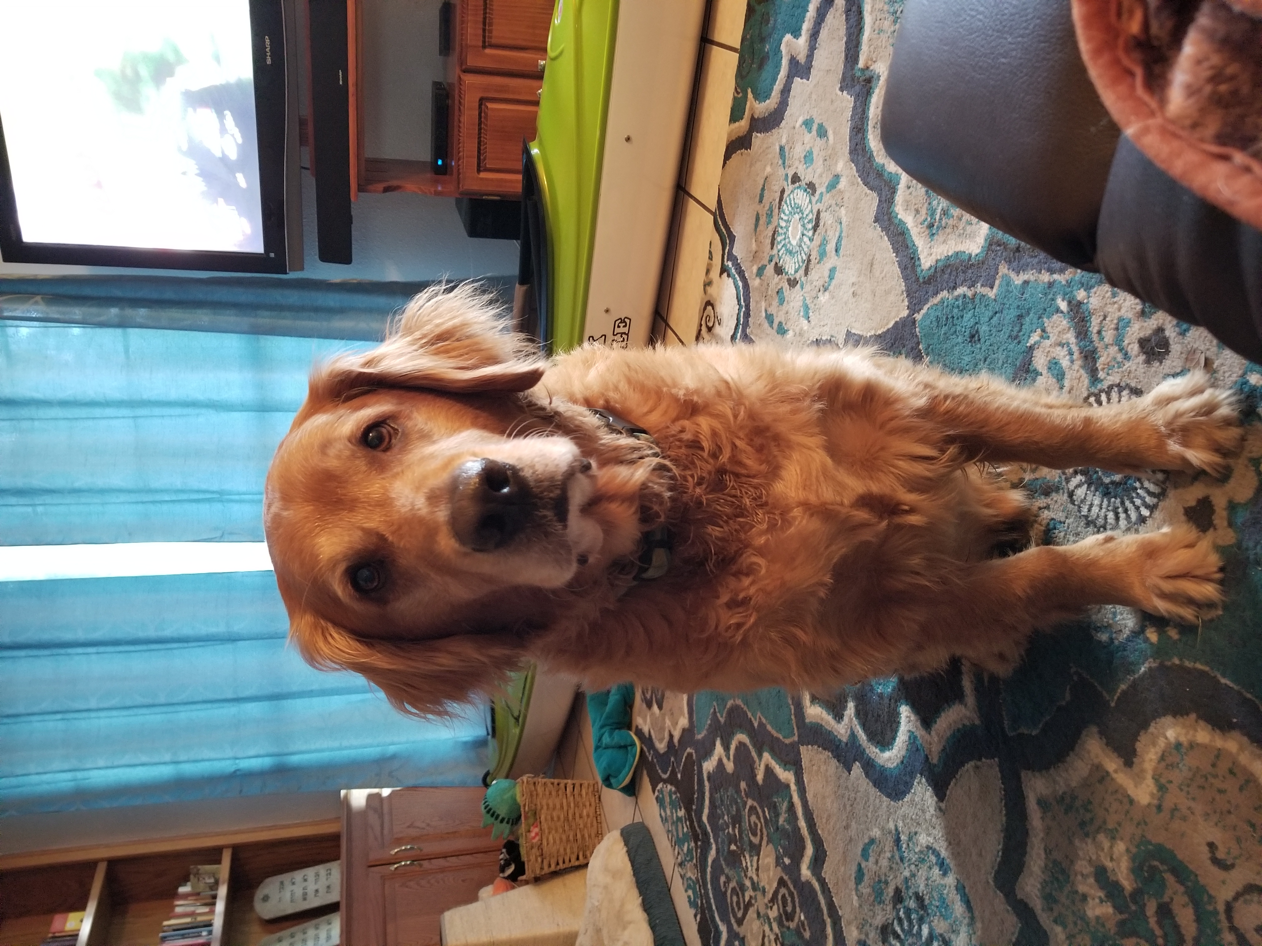 Puppas 'n Purrs Pet Sitting's Photo