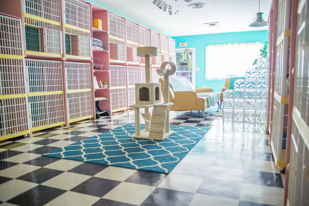 The MeowMANOR's Photo