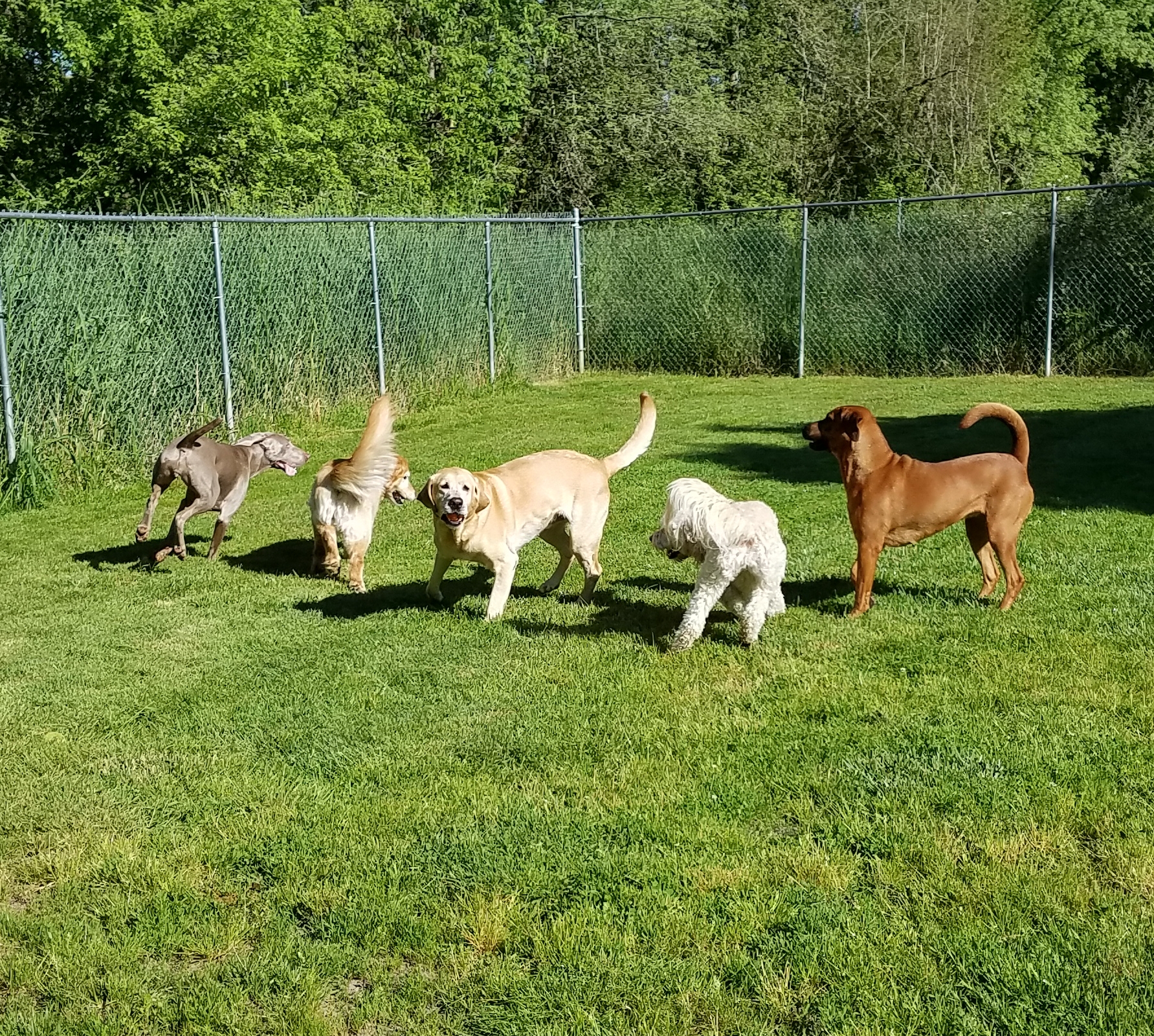 Holidays Dog Boarding LLC's Photo