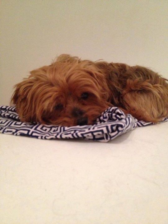 Northwind Kennels's Photo